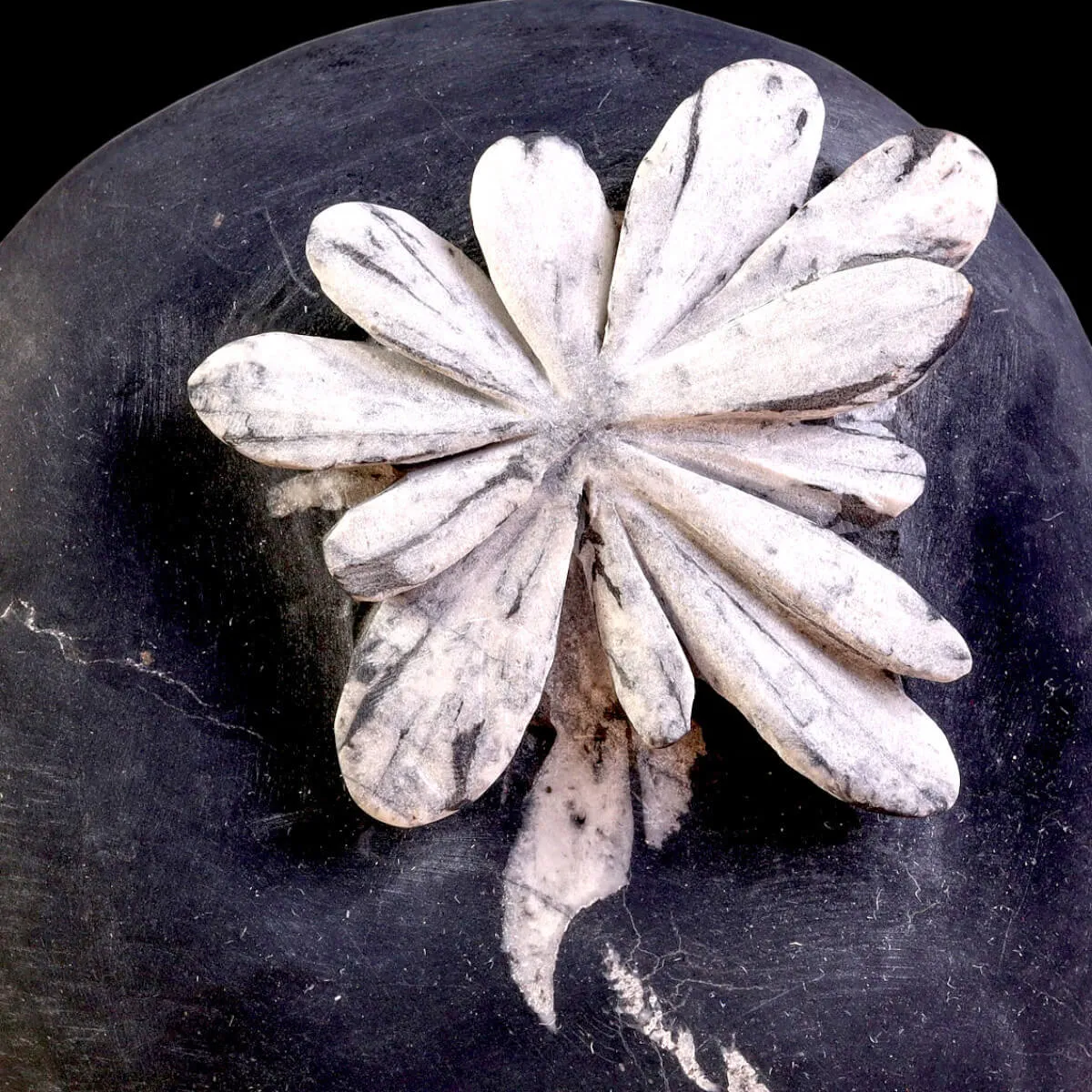 Chrysanthemum Stone – A Petrified Flower in Rock.